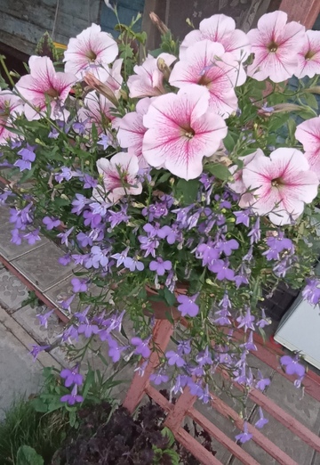 Нина (@nina53726) — моя фотография № 3