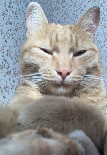 Лиза (@alena149986) — моя фотография № 1